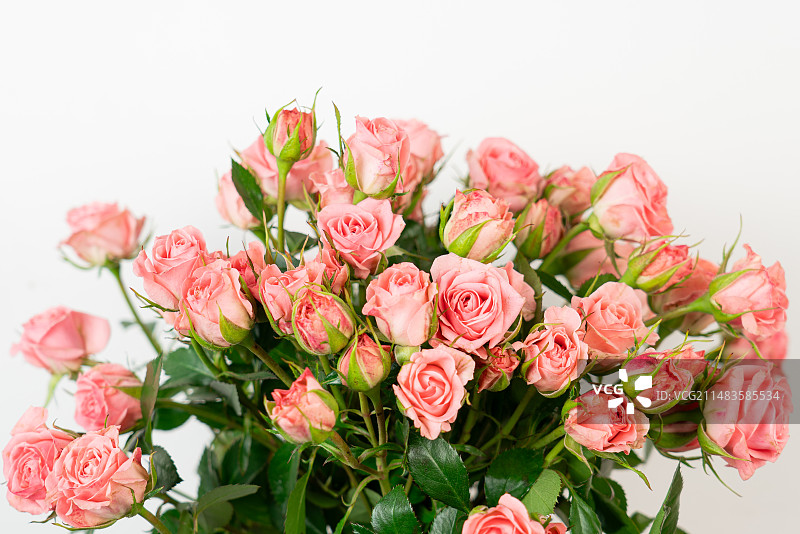 多头玫瑰 甜心 粉色多头玫瑰 花束 花瓣 白色背景 特写 清新 自然美 粉色 情人节 爱情 浪漫图片素材