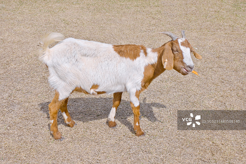 一只正在吃胡萝卜的小山羊图片素材