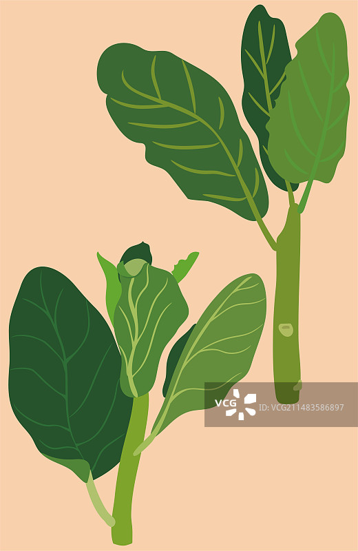 芥兰白花芥蓝绿叶甘蓝芥兰菜盖菜中国羽衣甘蓝中国西兰花图片素材