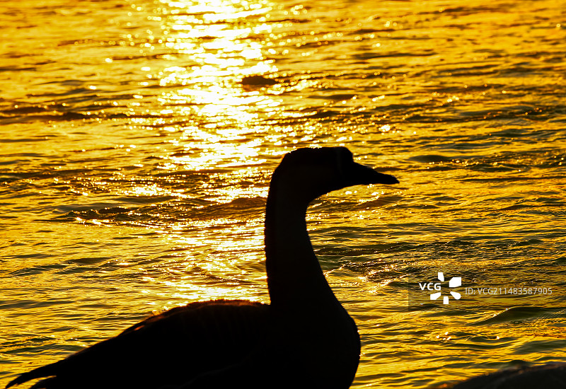 清晨沈阳浑河鸿雁剪影图片素材