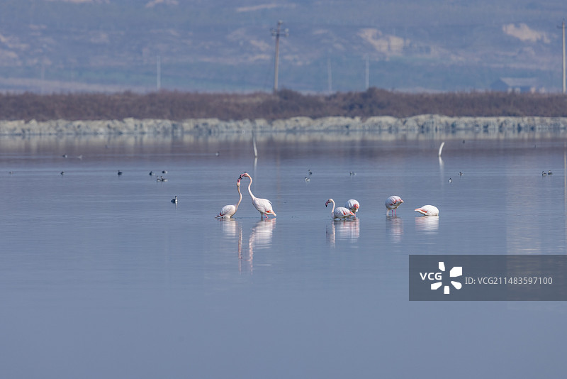 山西省运城市盐湖区火烈鸟栖息地图片素材