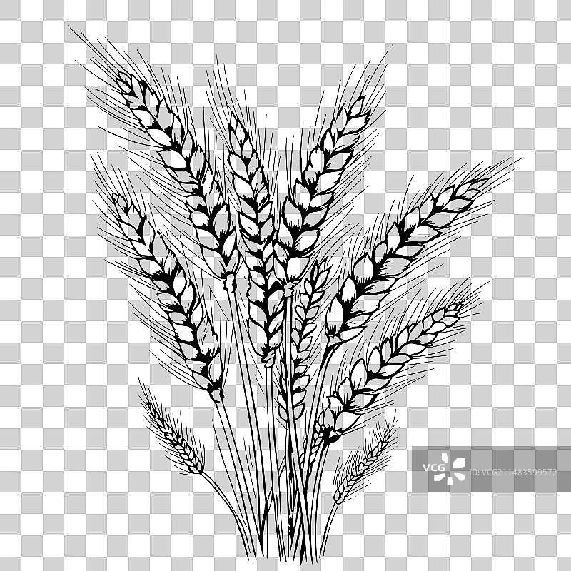 谷物植物和谷类图片素材