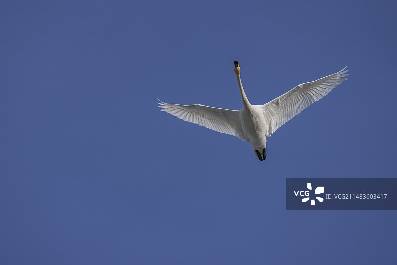 一只大天鹅图片素材