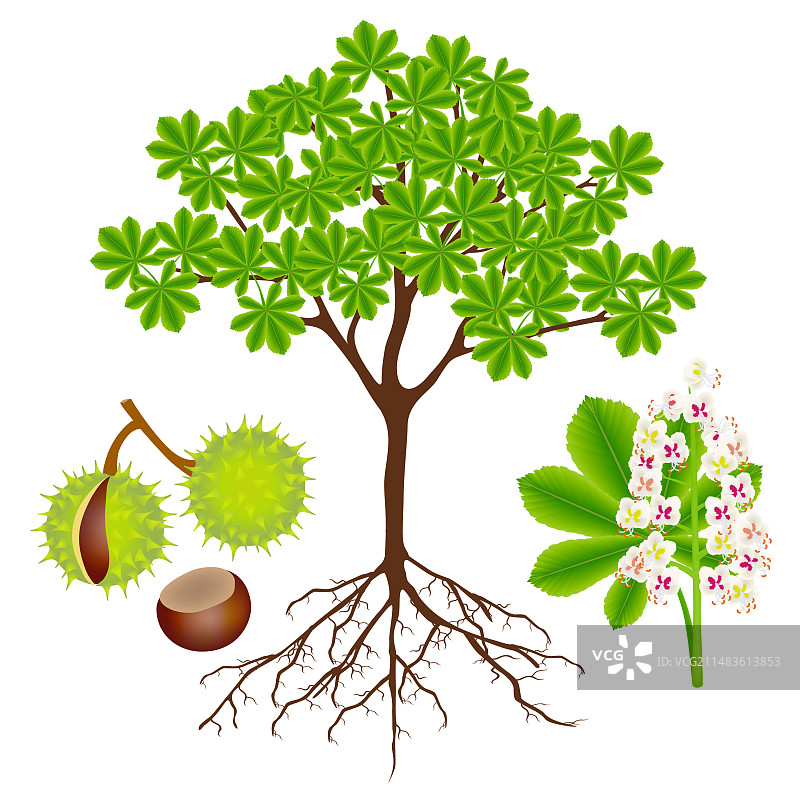 带果实和花的欧洲七叶树图片素材