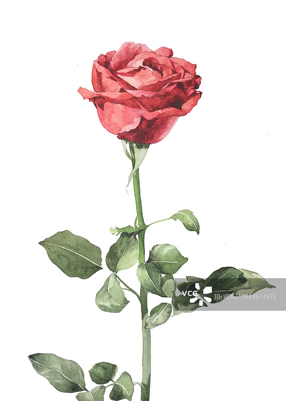 红玫瑰图片素材