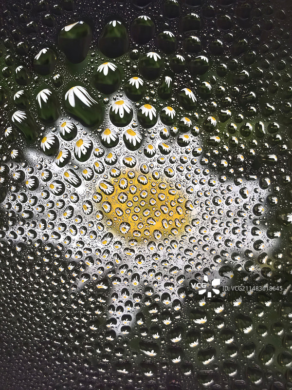 水珠花图片素材