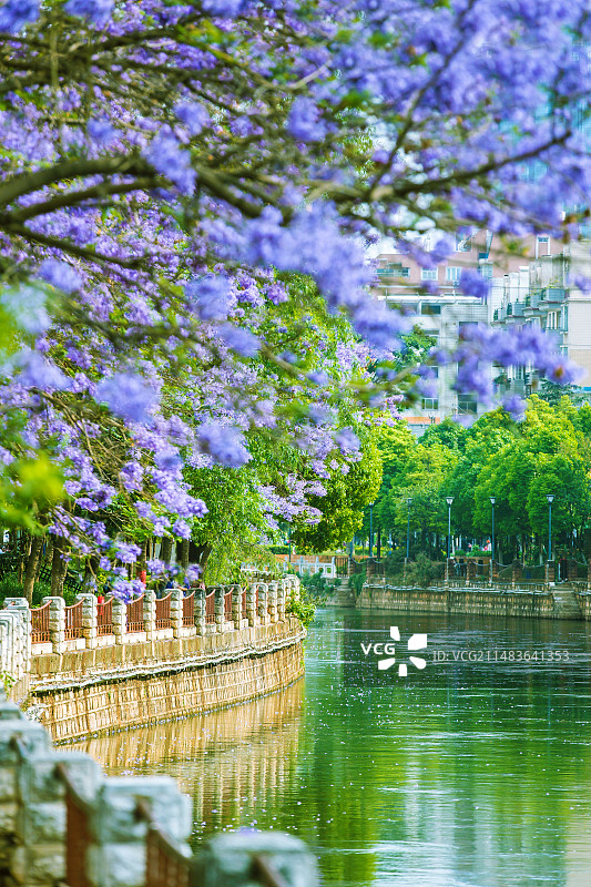 中国云南省昆明市盘龙江畔盛开的蓝花楹图片素材