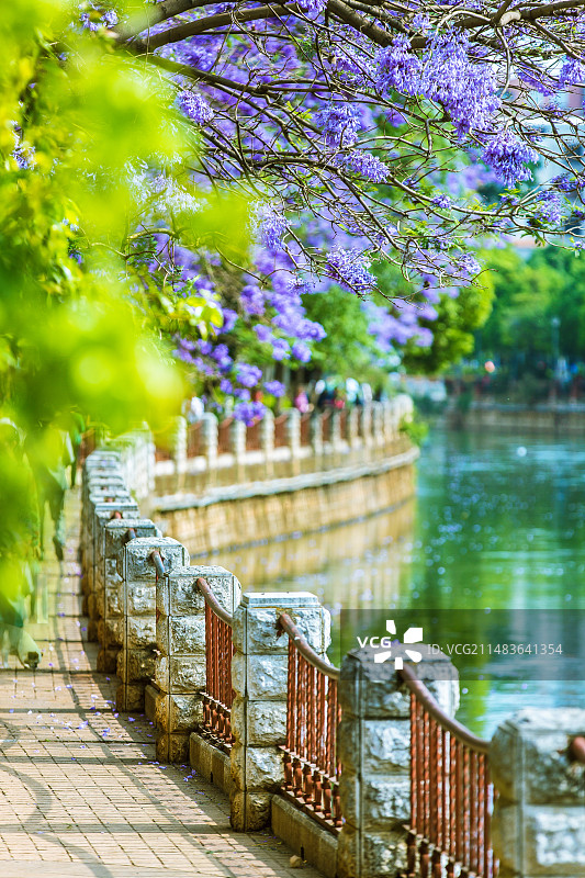 中国云南省昆明市盘龙江畔盛开的蓝花楹图片素材