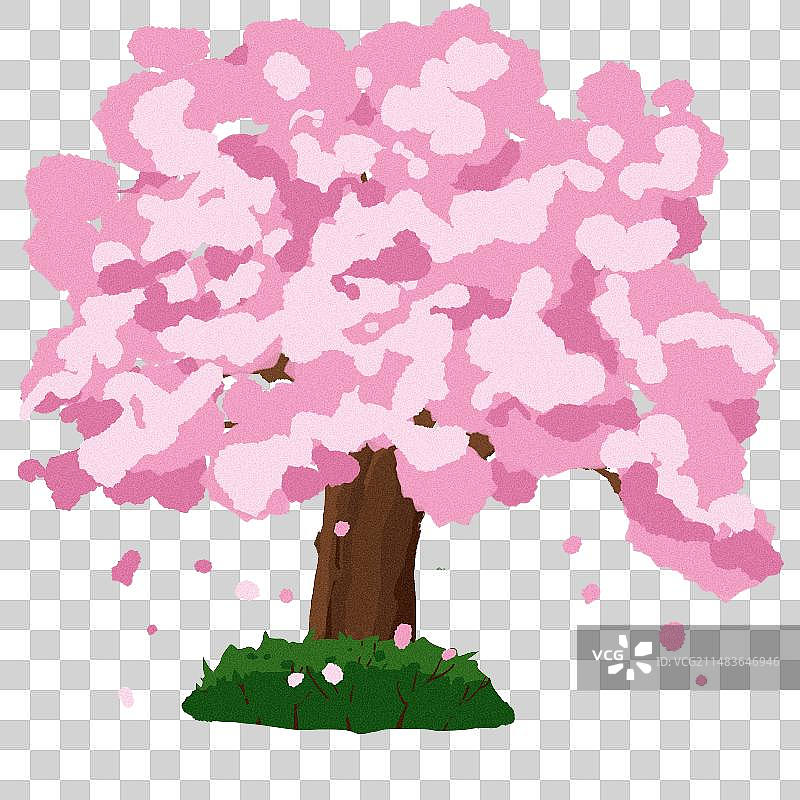 一棵樱花树图片素材