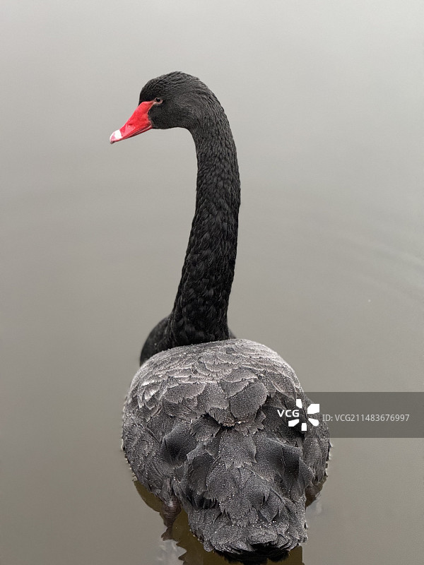 黑天鹅和大白鹅屁股图片素材