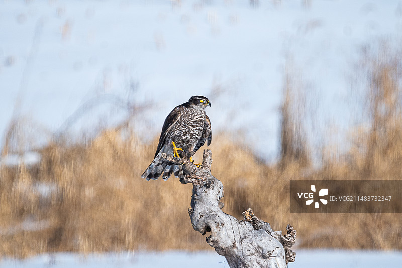 苍鹰抓野兔图片素材