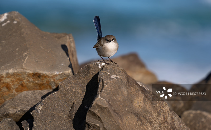 鸟 鹪鹩图片素材