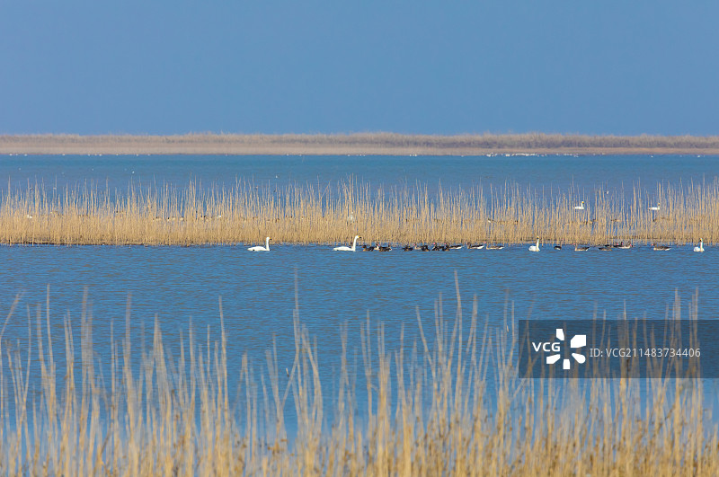 鄱阳湖湿地图片素材