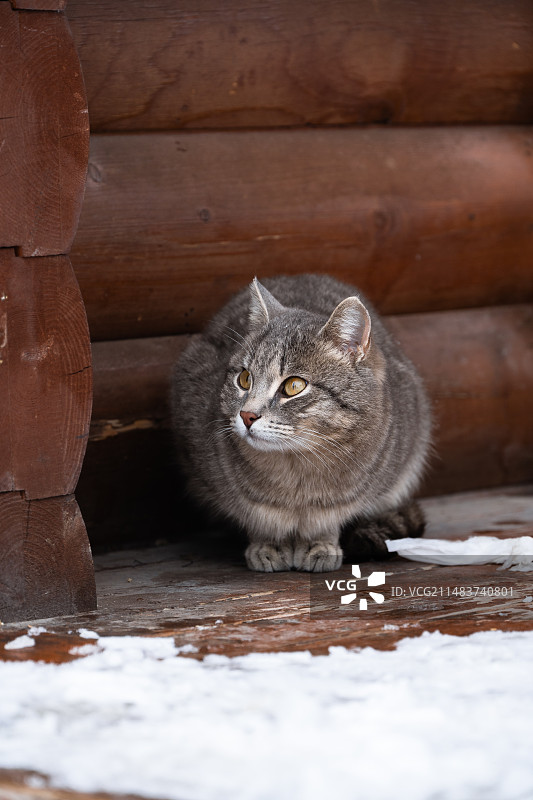 躲雪的猫猫图片素材