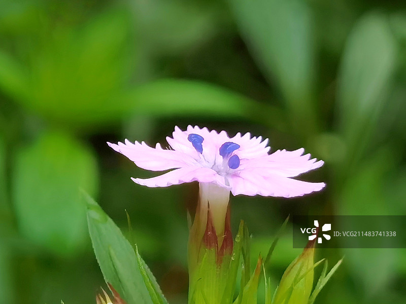 百日菊图片素材