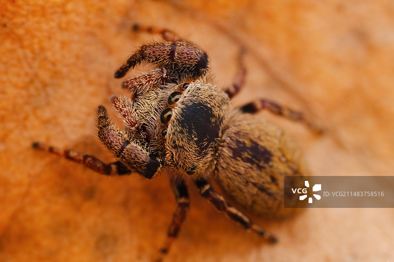 宽胸跳图片素材