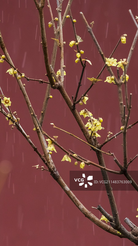 惊蛰节气卧佛寺春雪润腊梅图片素材
