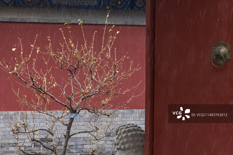 惊蛰节气卧佛寺春雪润腊梅图片素材