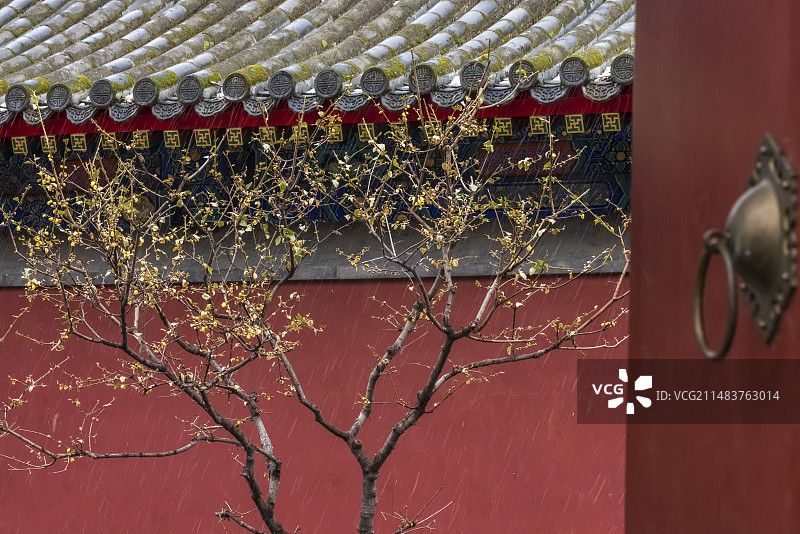 惊蛰节气卧佛寺春雪润腊梅图片素材