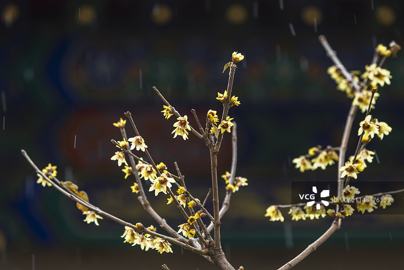惊蛰节气卧佛寺春雪润腊梅图片素材