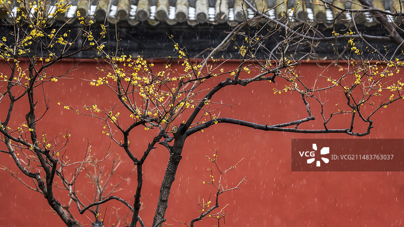 惊蛰节气卧佛寺春雪润腊梅图片素材