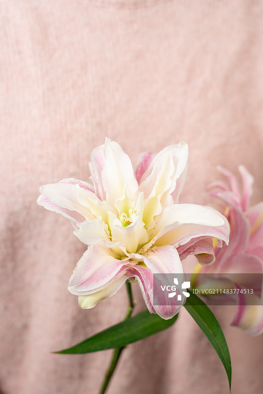 多头百合 重瓣百合魔法公主 单支百合 鲜花 鲜切花 花瓣特写 白色背景 粉色 白色 母亲节 妇女节图片素材