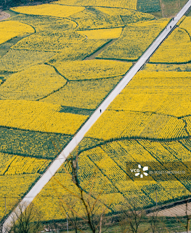 贵阳开阳禾丰乡油菜花田图片素材