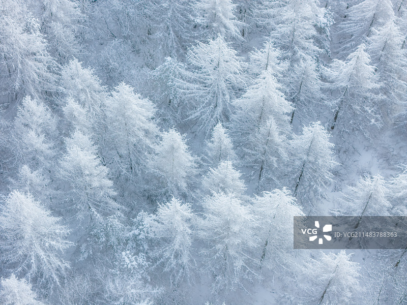 雪中雾凇图片素材