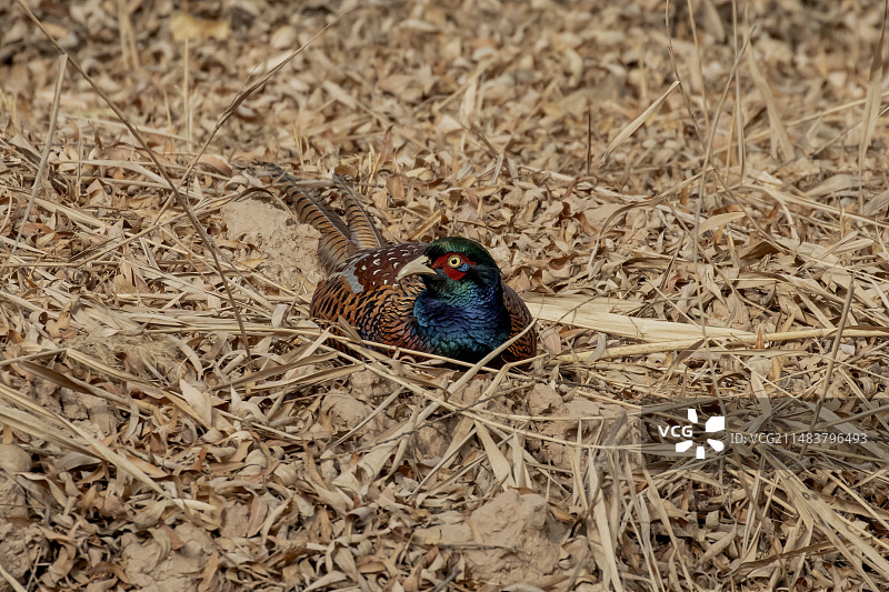 环颈雉趴下歇息图片素材