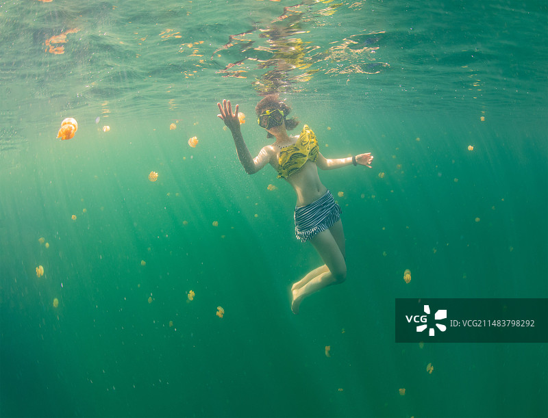 无毒水母湖图片素材