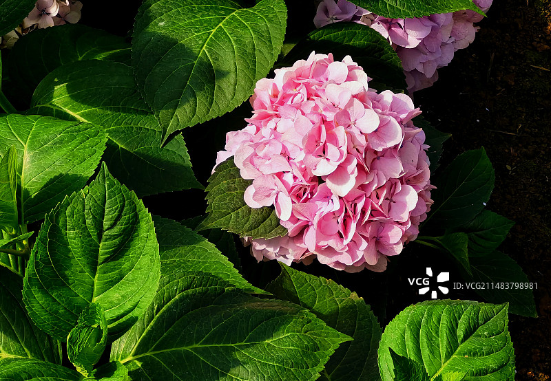 绣球花近距离特写图片素材