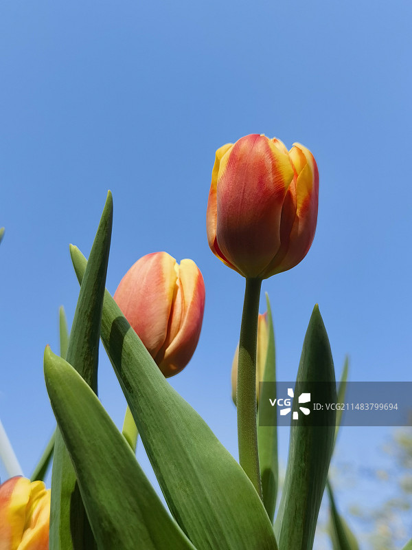 郁金香图片素材