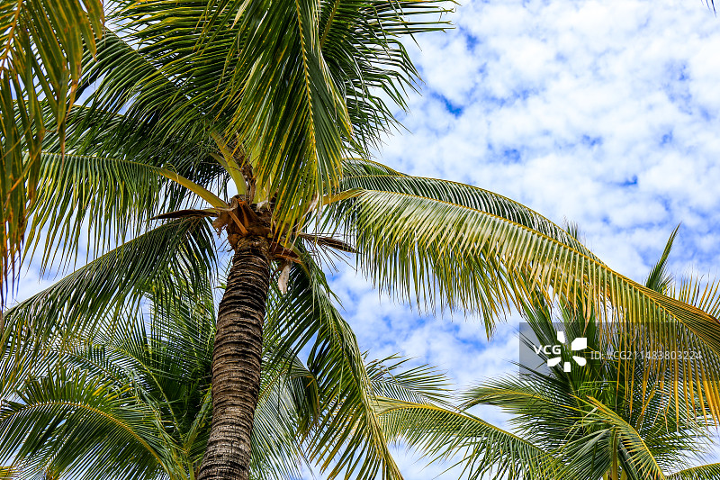 树上椰子树椰子特写图片素材