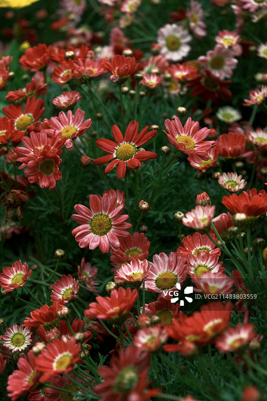 小菊花图片素材
