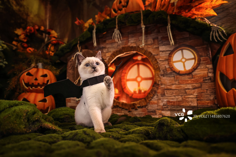 霍比特小镇的英短猫图片素材