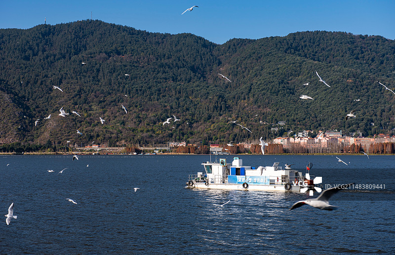 被海鸥包围的昆明滇池游船（海埂大坝）图片素材