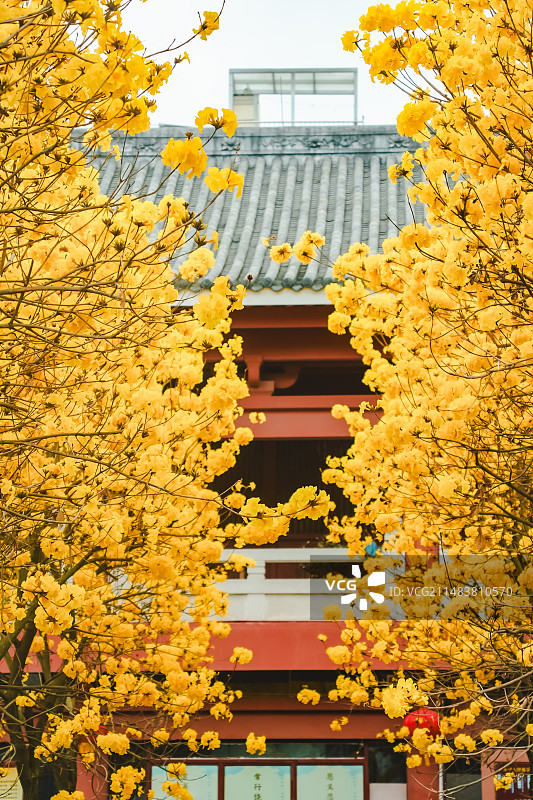 春天广州光孝寺内黄花风铃木盛开图片素材