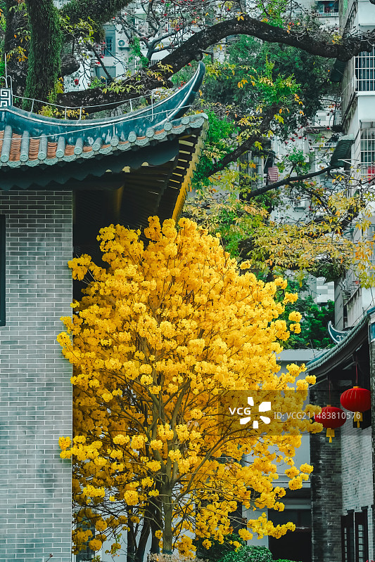 春天广州光孝寺内黄花风铃木盛开图片素材