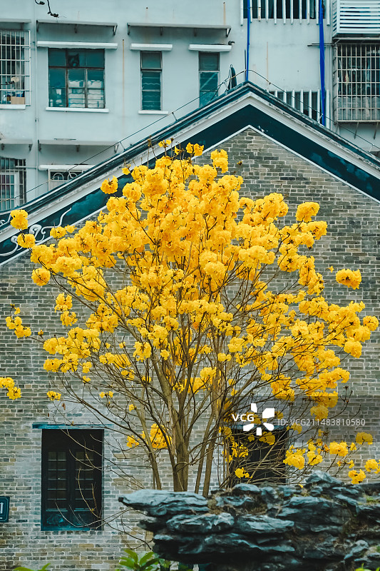 春天广州光孝寺内黄花风铃木盛开图片素材