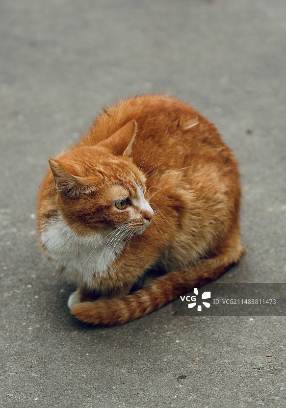 一只坐在地上的流浪猫图片素材
