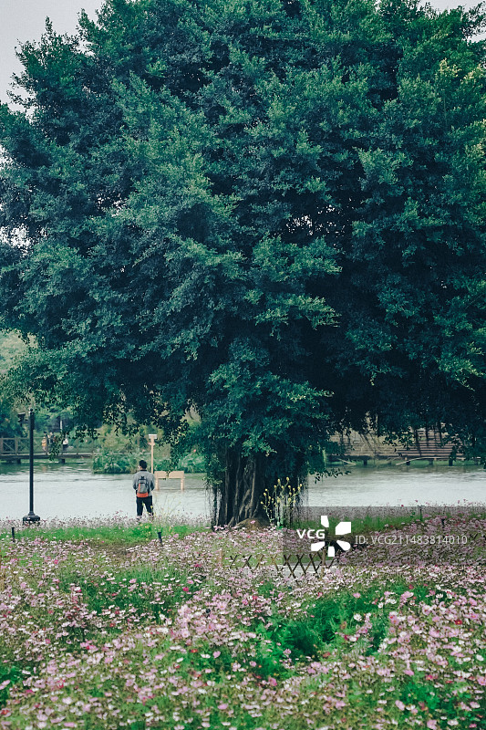 广州海珠湖公园春暖花开图片素材