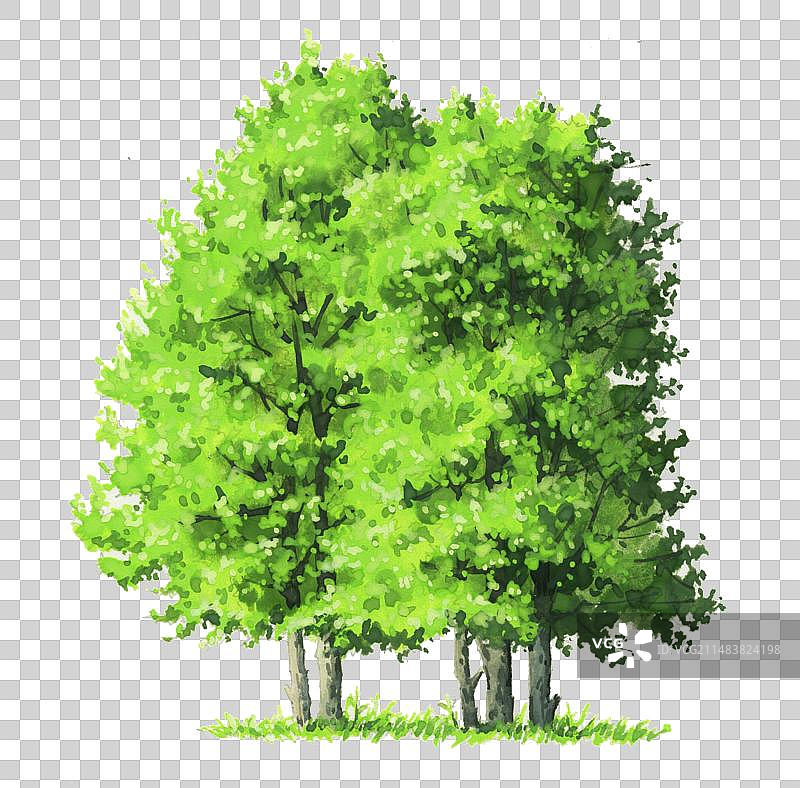 绿色树图片素材