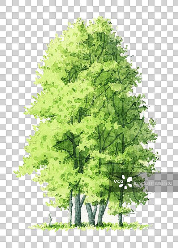 春天的树图片素材