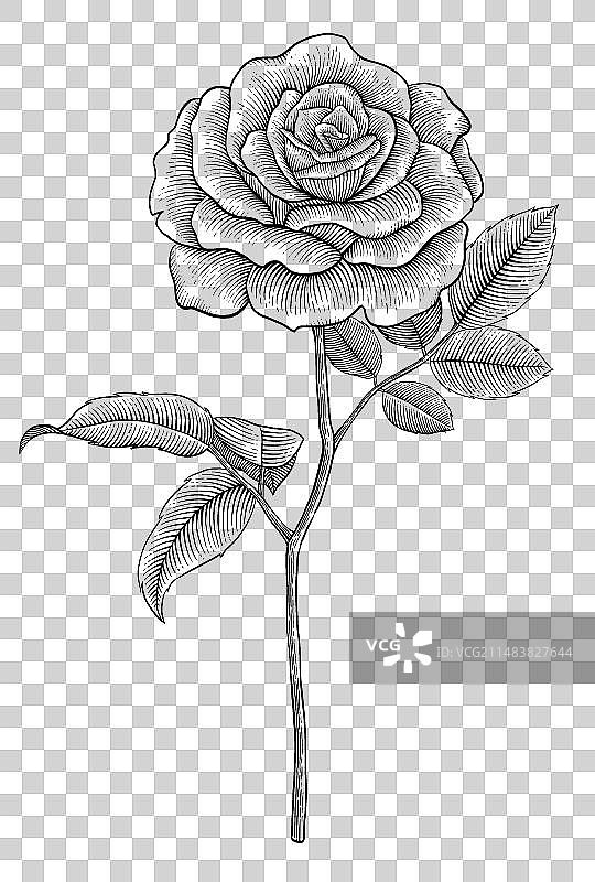 鲜花版画玫瑰花图片素材