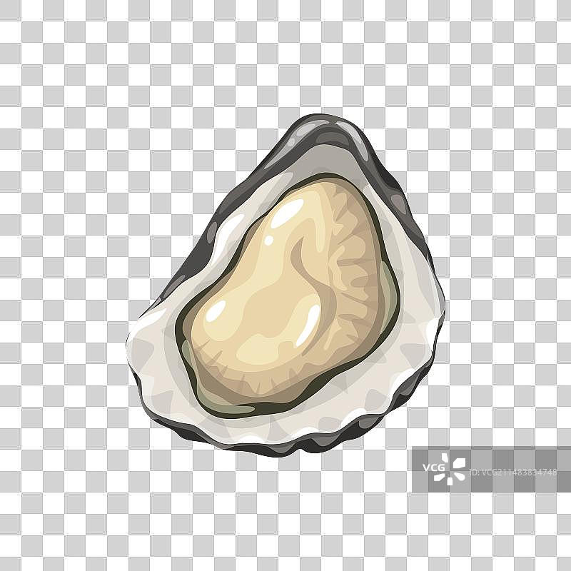 牡蛎卡通海鲜美食海洋软体动物图片素材