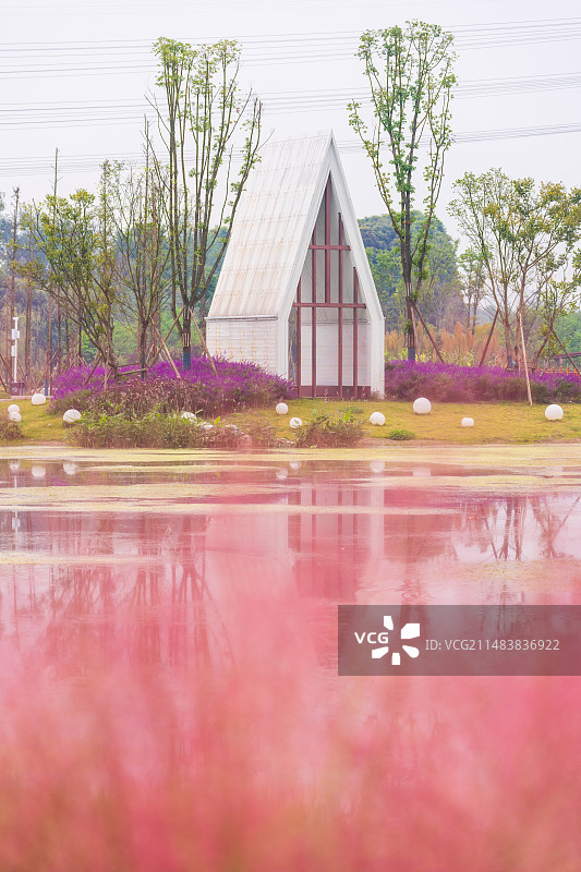 成都温江区鲁家滩湿地公园粉黛乱子草图片素材