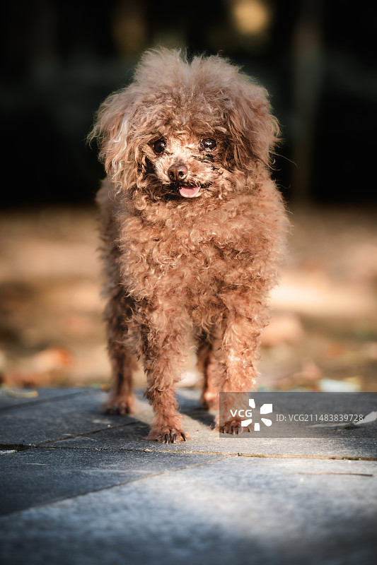 贵宾犬图片素材