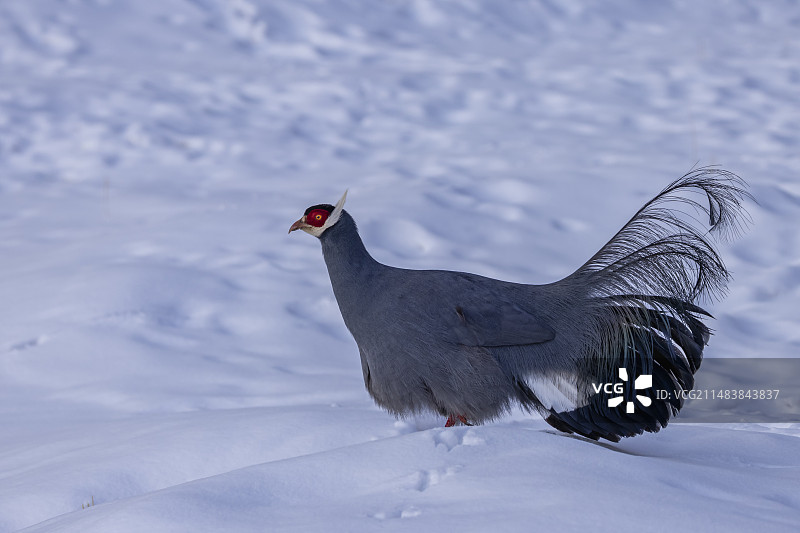 蓝马鸡图片素材