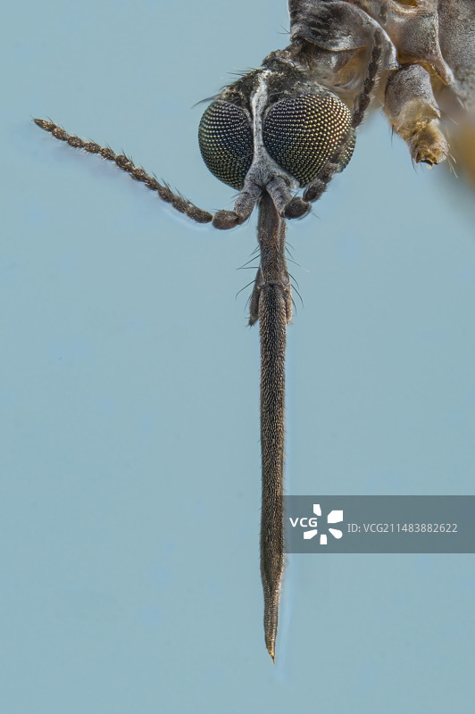 蚊子头部特写图片素材