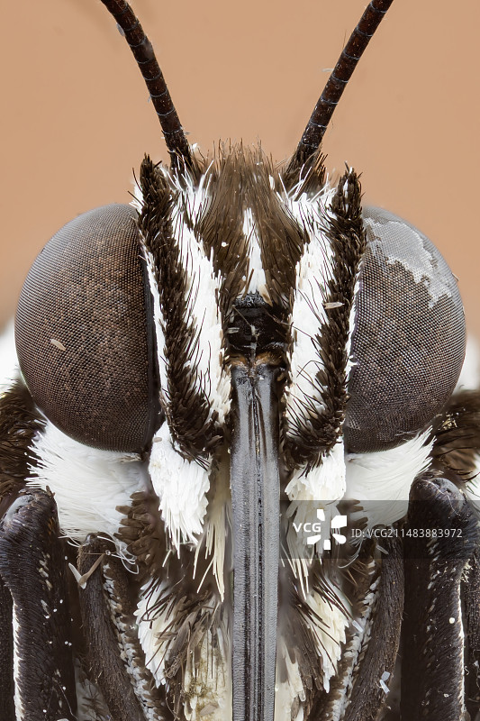 绢斑蝶头部特写图片素材